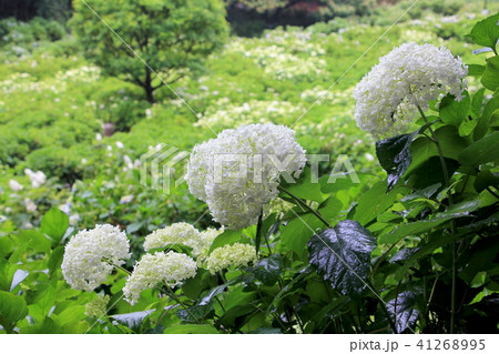 紫陽花（アナベル）　荻窪公園 41268995