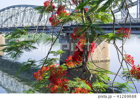 鳳凰木とチャンティエン橋 フエ ベトナム 鳳凰木とチャンティエン橋 フエ ベトナム 41269688