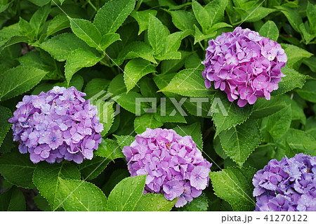 雨の日のアジサイ 雨の日のアジサイ 41270122