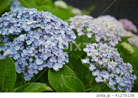 雨の日の花色のウズアジサイ 41270136