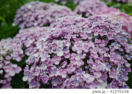 雨の日の紫色のウズアジサイ 41270138