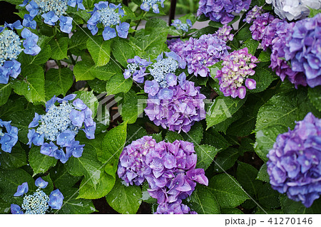 雨の日のアジサイ 41270146