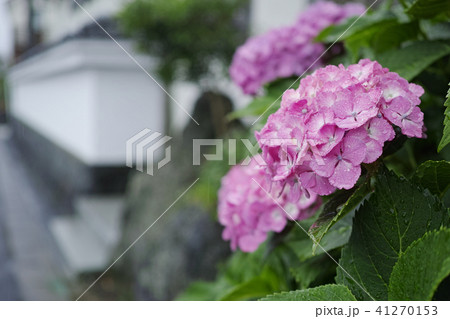 雨の日の紫色のアジサイ 雨の日の紫色のアジサイ 41270153