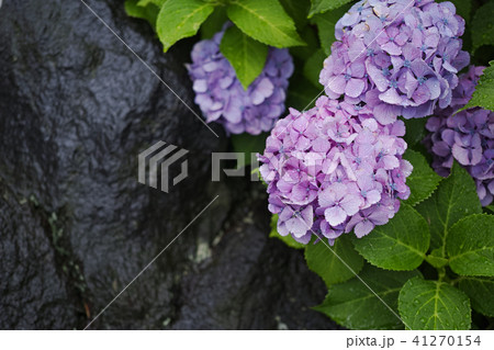 雨の日の紫色のアジサイと岩石 41270154