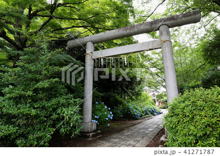 紫陽花　水戸八幡宮　茨城県水戸市 41271787
