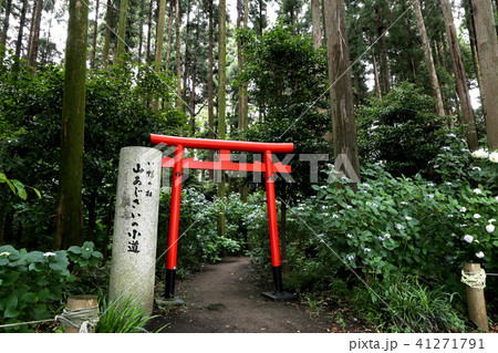 紫陽花 水戸八幡宮 茨城県水戸市 紫陽花 水戸八幡宮 茨城県水戸市 41271791