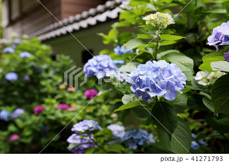 紫陽花 水戸八幡宮 茨城県水戸市 紫陽花 水戸八幡宮 茨城県水戸市 41271793