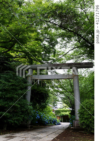 紫陽花 水戸八幡宮 茨城県水戸市 紫陽花 水戸八幡宮 茨城県水戸市 41271796