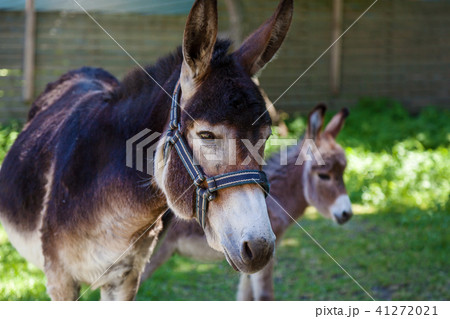 donkey with cub 41272021
