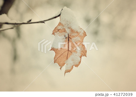 yellow sheet is snow-capped yellow sheet is snow-capped 41272039
