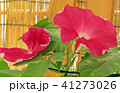 アサガオ 41273026