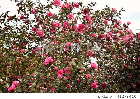 ＊　ツバキ　＊　椿　＊　つばき　＊　THUBAKI　＊　 41273410