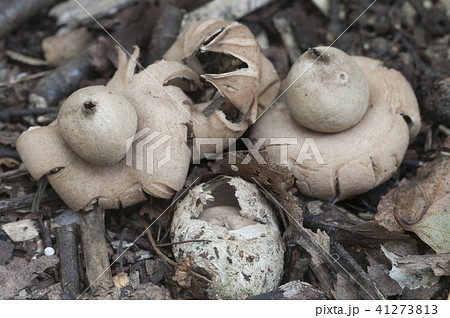 Fringed earthstar (Geastrum fimbriatum) 41273813