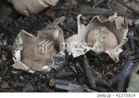 Fringed earthstar (Geastrum fimbriatum) Fringed earthstar (Geastrum fimbriatum) 41273814