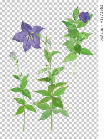 Platycodon grandiflorus chinensis 41273962