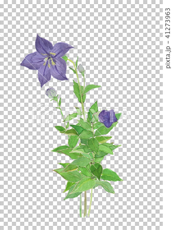 Platycodon grandiflorus　キキョウ　束 41273963