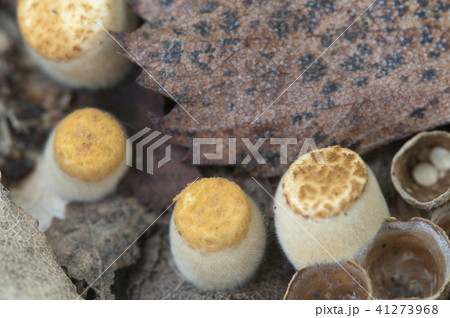 Crucibulum laeve Crucibulum laeve 41273968