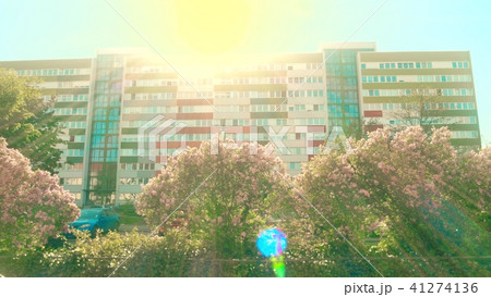 Building facade and blooming lilac in Leipzig Building facade and blooming lilac in Leipzig 41274136