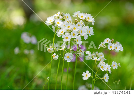 クリンソウ 41274141