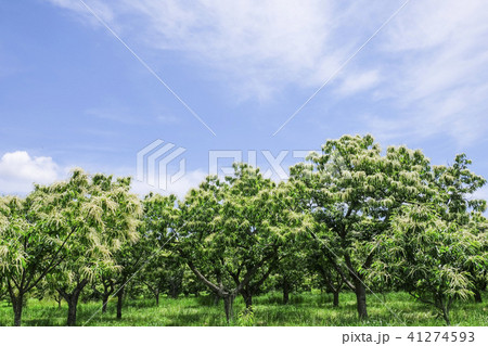 栗の花 栗 栗の花 栗 41274593