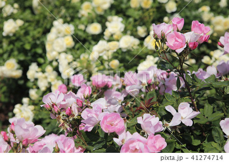 薔薇 ブラッシングノックアウト 薔薇 ブラッシングノックアウト 41274714