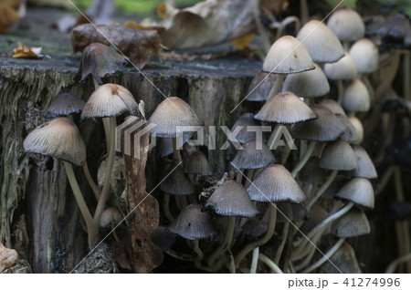 Coprinus micaceus mushroom 41274996