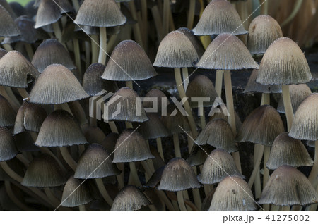 Coprinus micaceus mushroom 41275002