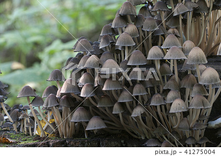 Coprinus micaceus mushroom 41275004