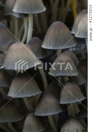 Coprinus micaceus mushroom 41275015