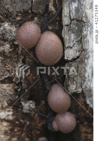 Lycogala epidendrum 41275349
