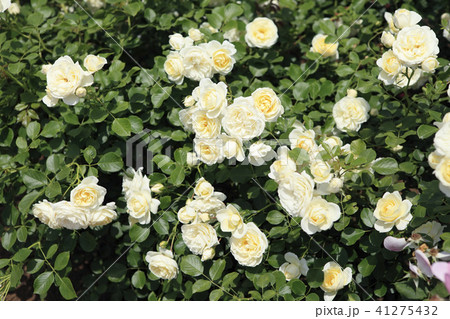 薔薇 バニラボニカ 薔薇 バニラボニカ 41275432