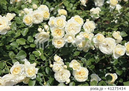 薔薇 バニラボニカ 薔薇 バニラボニカ 41275434