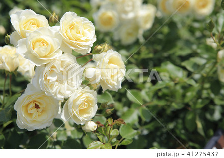 薔薇　バニラボニカ 41275437