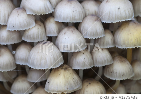 Mycena sp mushrooms 41275438
