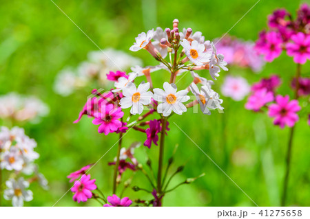 クリンソウ 41275658