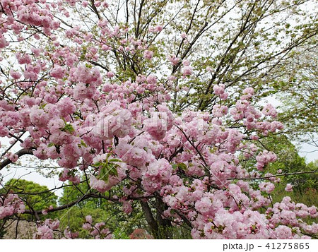満開の八重桜と新緑の若芽 41275865