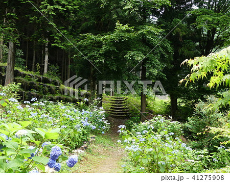 あじさいの山寺 三光寺 あじさいの山寺 三光寺 41275908