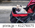 Puppy pug dog smiling and sitting in the stroller  41276075