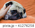 face of puppy pug dog sleeping with woman hands o 41276258