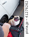 Puppy pug dog smiling and sitting in the stroller 41276262