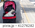 Puppy pug dog smiling and sitting in the stroller 41276282