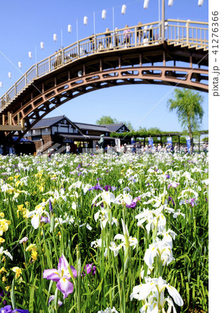 潮来あやめ祭り　 41276366