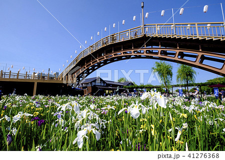 潮来あやめ祭り　 41276368