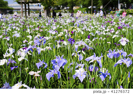 潮来あやめ祭り　 41276372