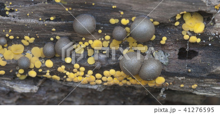Lycogala epidendrum and Bisporella citrina 41276595