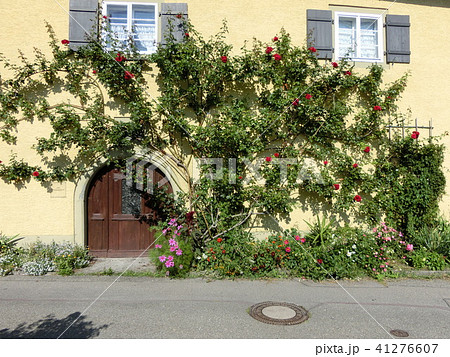 ヨーロッパのおしゃれな家 ドイツの黄色い家の玄関とバラ の写真素材