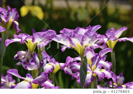 花しょうぶ　長生殿 41276803
