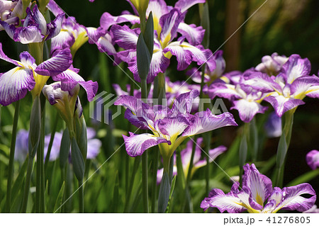 花しょうぶ 長生殿 花しょうぶ 長生殿 41276805