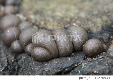 Lycogala epidendrum 41276934