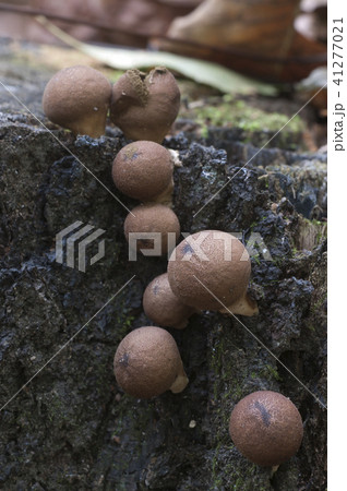 Puffball mushrooms on a stump 41277021